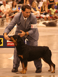 Dog Fundraising Show. Learn how to. (Photo by Ed Schipul / Flickr.com)