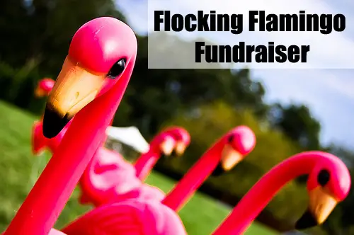 The Flamingo Fundraiser is a perfect Fundraising Idea for Kids! It's fun, creative, yet simple! (Photo by Ryan Hyde / Flickr)