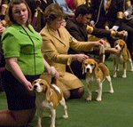 Dog Fundraising Show. (Photo by Audrey Sel / Flickr.com)